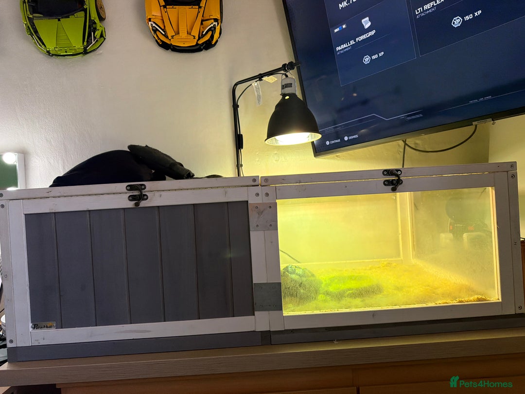 Tortoise reptiles for sale: Dave the Mediterranean spur thighed  - Advert 4