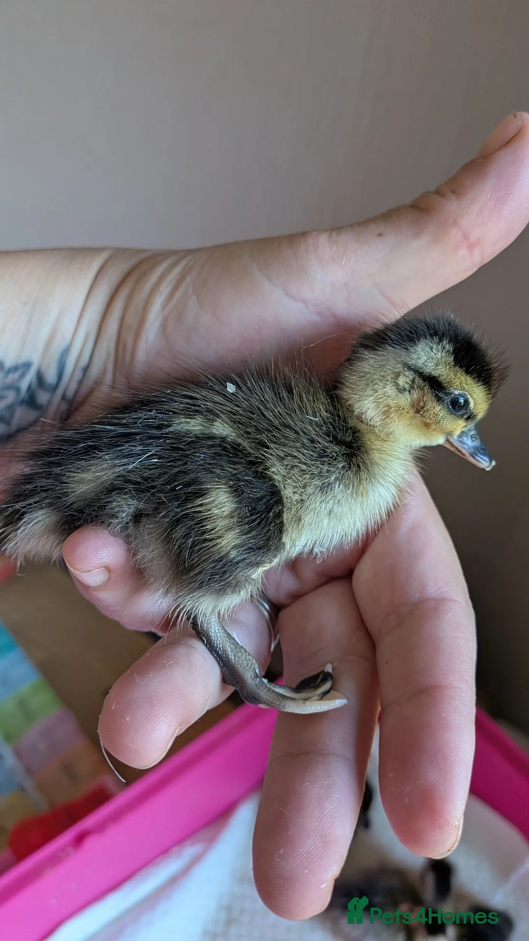 Ducks poultry for sale: Newly hatched call ducklings  - Advert 2