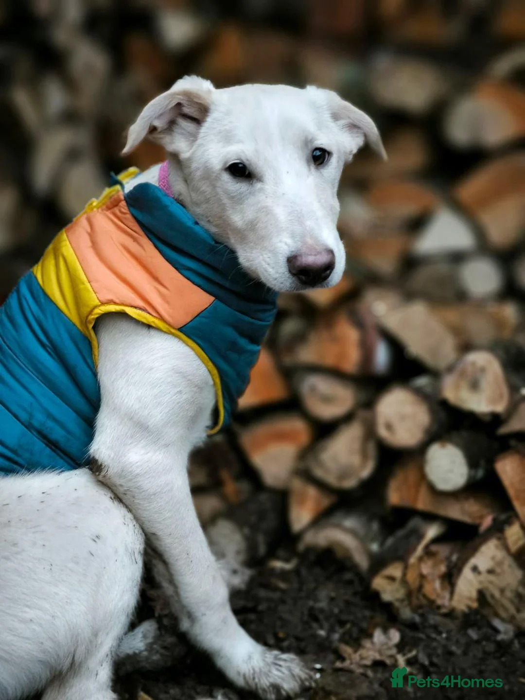 Mixed Breed dogs for adoption: 💙MOROZKO💙9 months Affectionate•Gentle•Puppy-like in Oxford - Advert 2