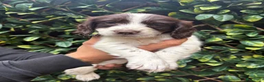 English Springer Spaniel 2