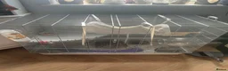 Rat rodents for sale: Rehoming two lovely girl rats  - Advert 6
