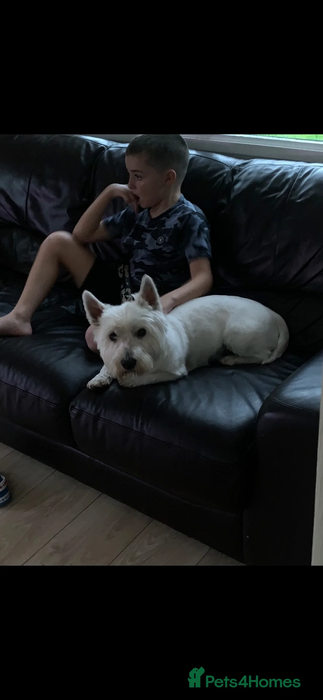 West Highland Terrier dogs for sale: Kc Westie pup - Advert 3