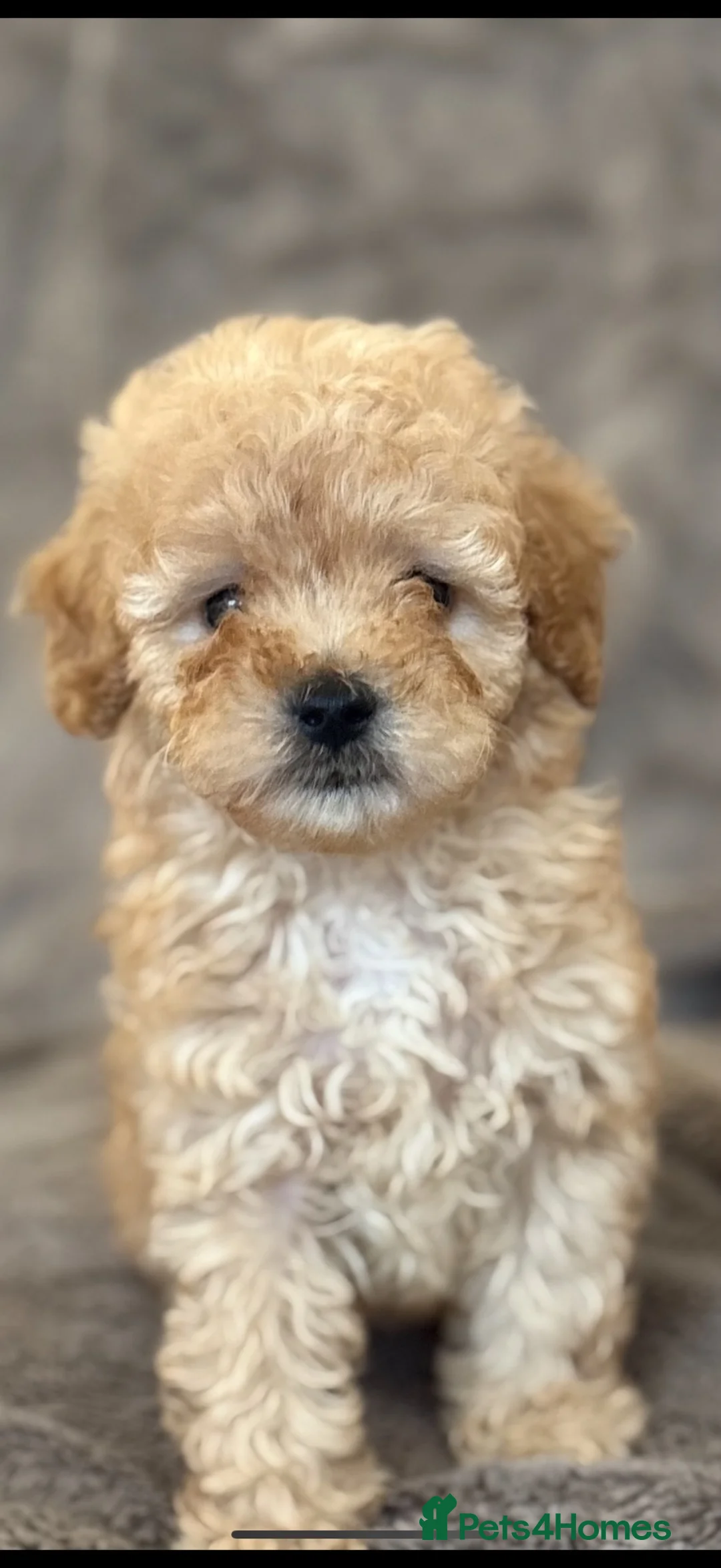 Cavapoo dogs for sale: Beautiful toy Cavapoos - Advert 2