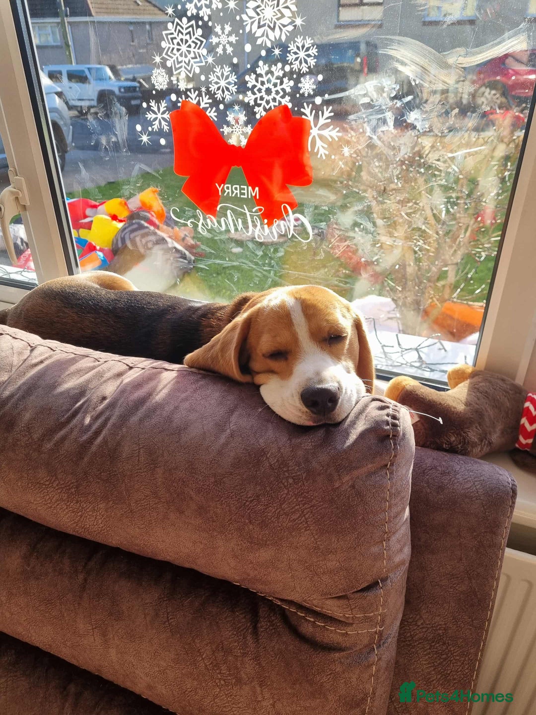 Beagle dogs for sale: Looking for a new loving family 10 mouths beagle  - Advert 18