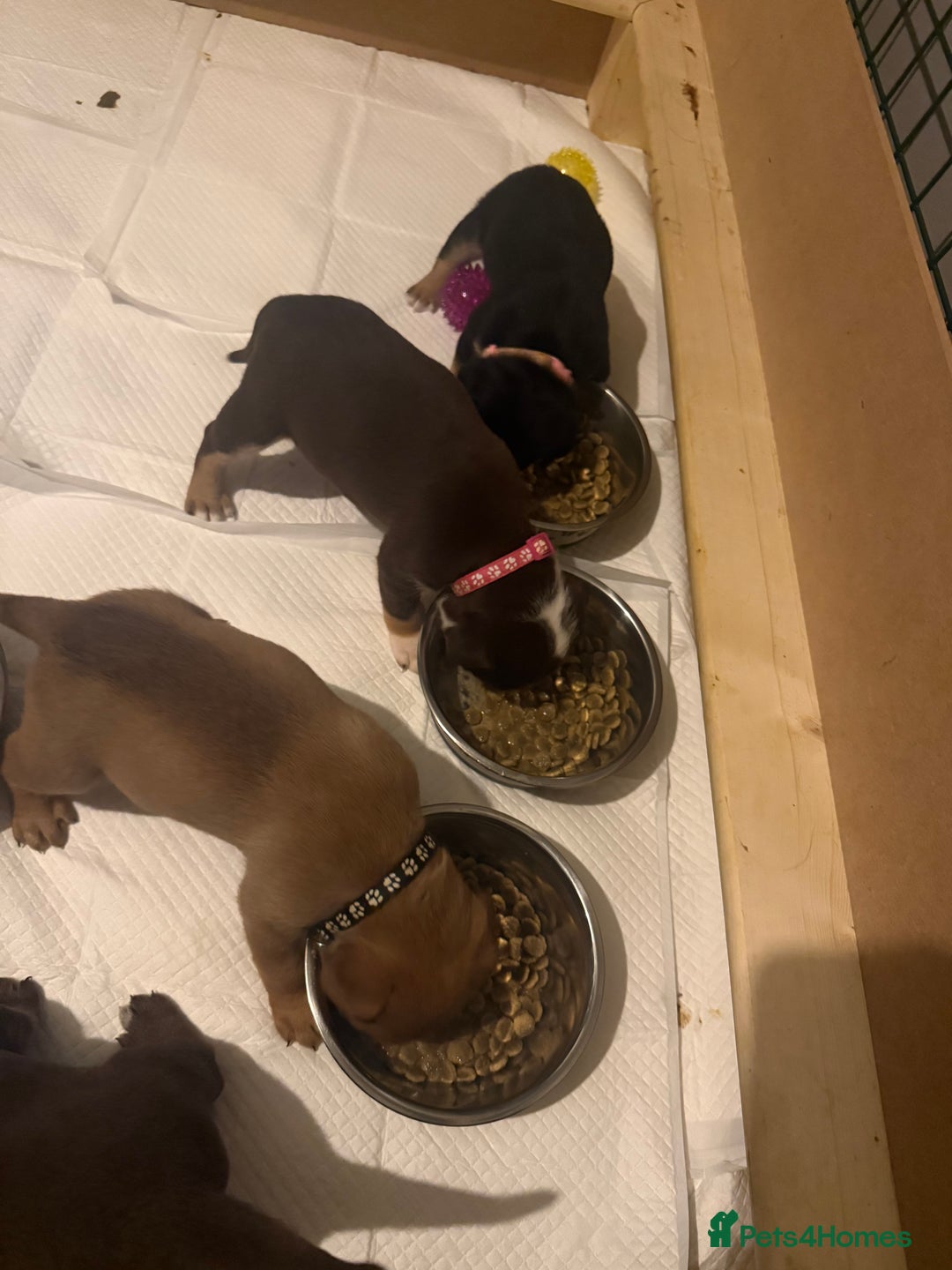 Mixed Breed dogs for sale: Mixed Breed puppies  - Advert 13