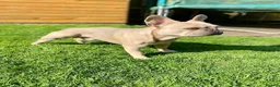 French Bulldog dogs for stud: 🐶 PEDRO– PROVEN LILAC FAWN FRENCH BULLDOG STUD 🐶 - Advert 3