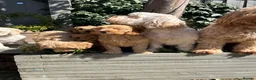 Cockapoo dogs for stud: Stunning Fully Health Tested F2b Cockapoo Proven ! - Advert 23