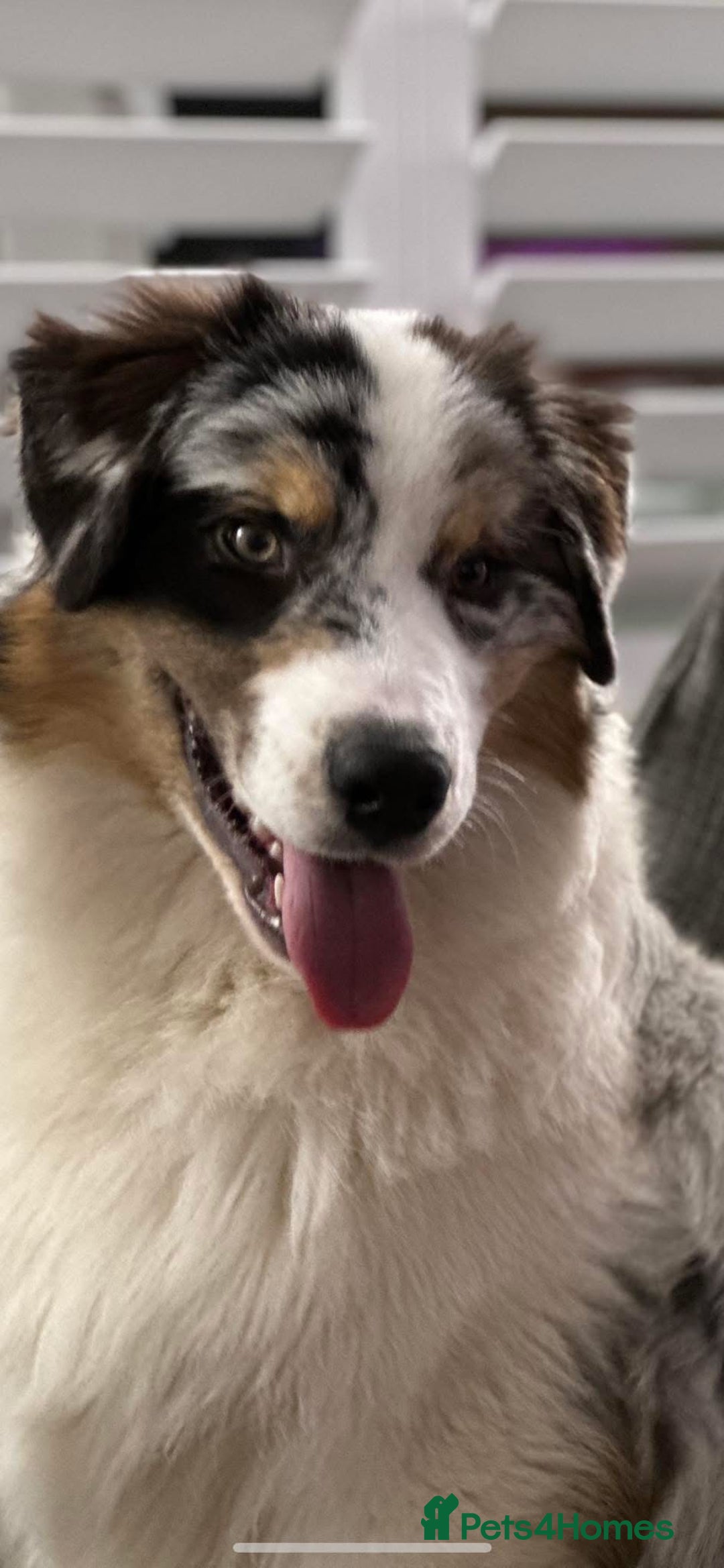 Australian Shepherd dogs for sale: Australian shepherd dog  - Advert 2