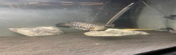 Cichlids fish for sale: Jaguare and red devile large  - Advert 5