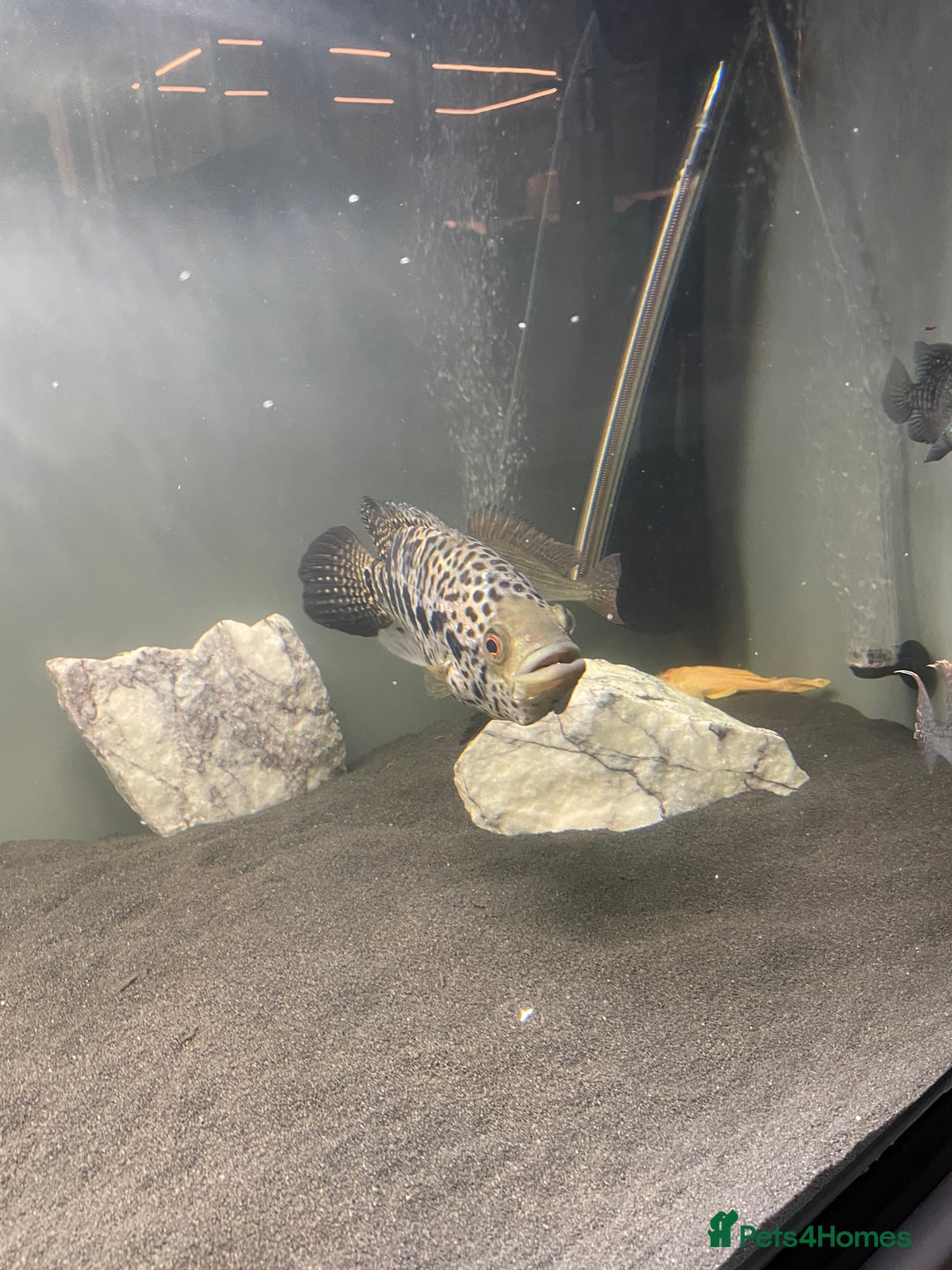 Cichlids fish for sale: Jaguare and red devile large  - Advert 5