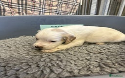 Cocker Spaniel dogs for sale: Two cocker spaniel litters for sale - Image 7