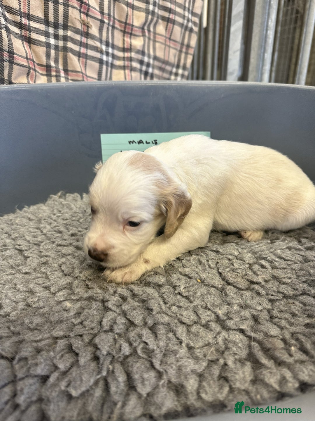 Cocker Spaniel dogs for sale: Two cocker spaniel litters for sale - Image 7
