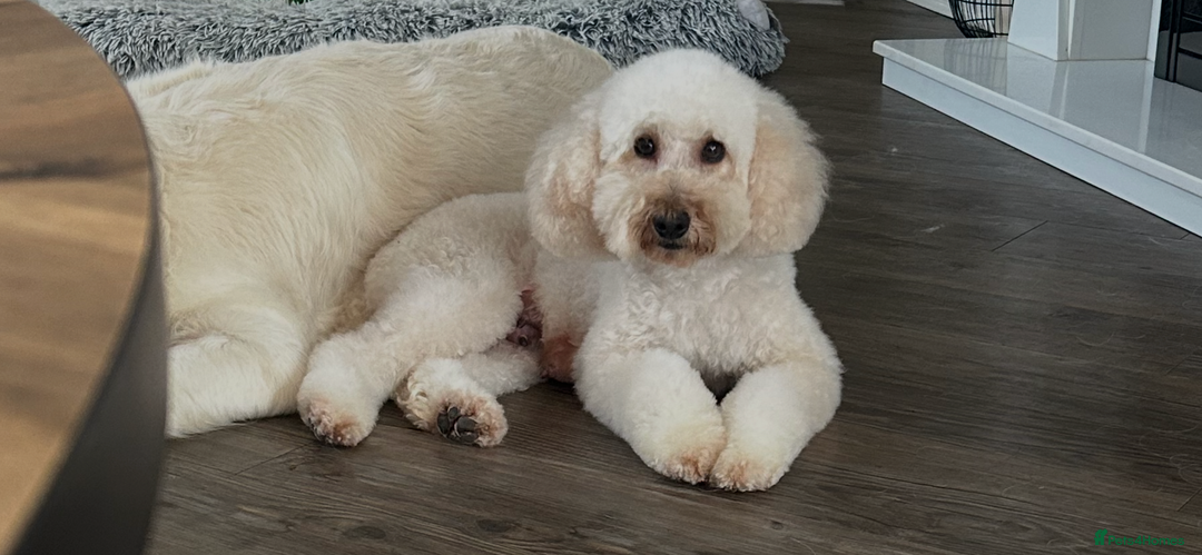 Mixed Breed dogs for sale: Stunning Cockapoo / Doodle  Puppies - Advert 2