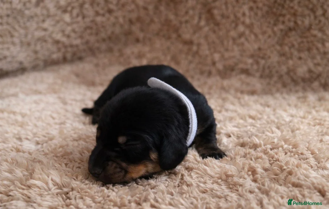 Miniature Dachshund dogs for sale: STRIKING KC REGISTERED DAPPLE MINI DACHSHUNDS  - Advert 17