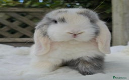 Mini Lop rabbits for sale: Mini lop male  - Image 1