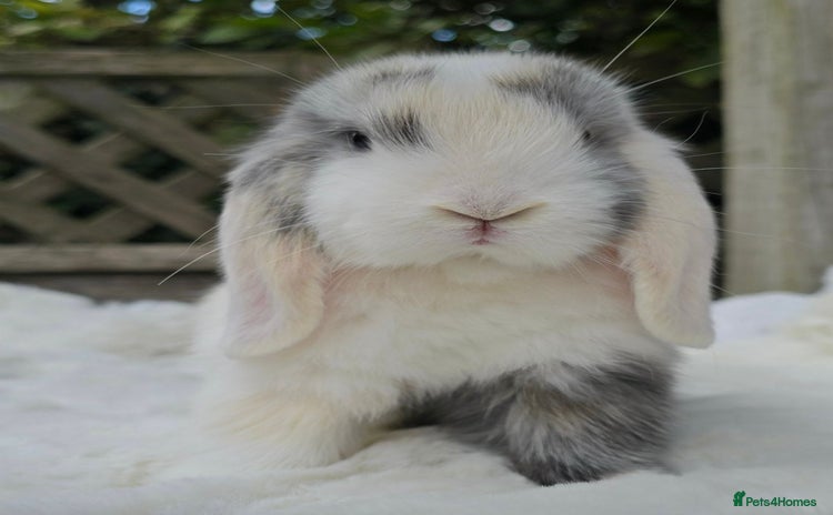 Mini Lop rabbits - Advert 1