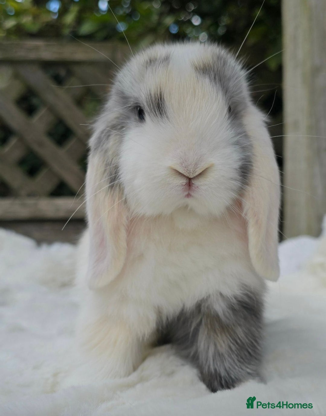 Mini Lop rabbits for sale: Mini lop male  - Image 1