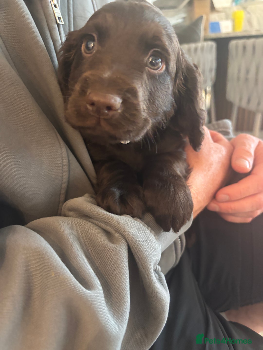 Cocker Spaniel dogs for sale: 3 boys left - Outstanding working cocker spaniels - Image 8