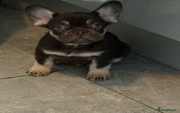 French Bulldog dogs for sale: Pedagree & KC registered French bulldog - Image 8