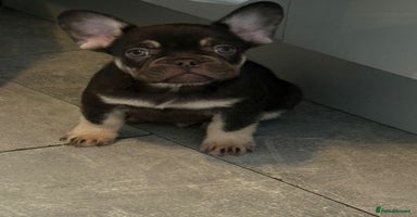 French Bulldog dogs - Advert 10