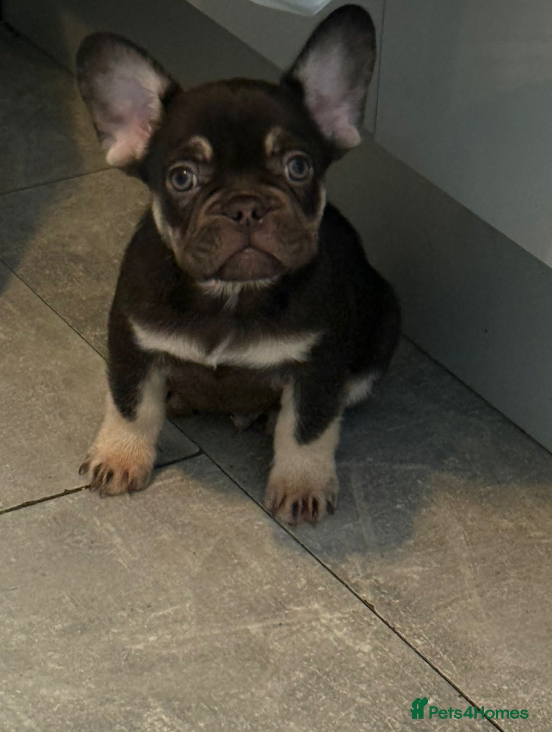 French Bulldog dogs for sale: Pedagree & KC registered French bulldog - Image 8