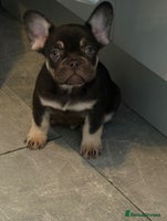 French Bulldog dogs - Advert 1