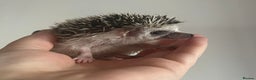 Pygmy Hedgehog rodents for sale: African Pygmy hedgehogs hoglets  - Advert 18