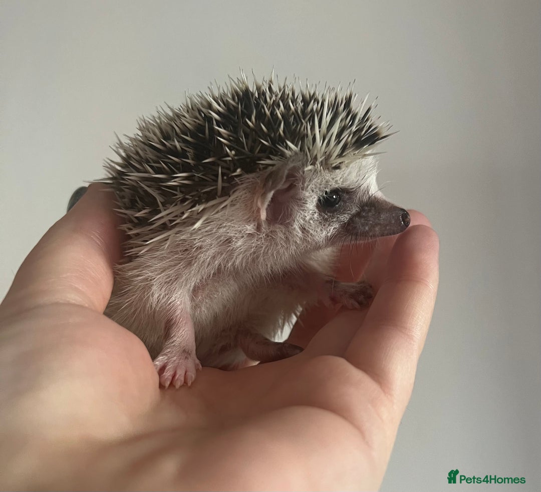 Pygmy Hedgehog rodents for sale: African Pygmy hedgehogs hoglets  - Advert 18