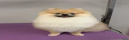 Pomeranian dogs for stud: KC registered Pomeranian available for stud  - Advert 3