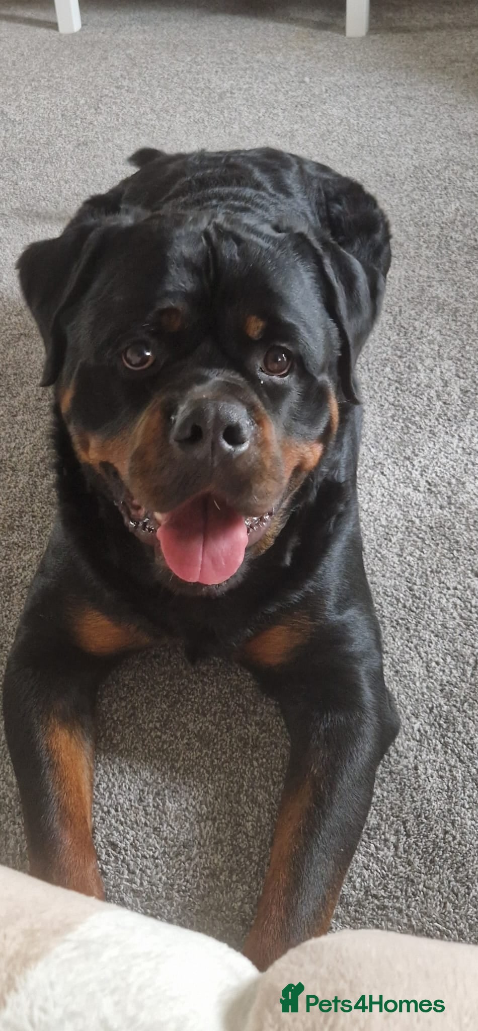 Rottweiler dogs Bronson - Full Pedigree Rottweiler (Male, 3 years) - Advert 2