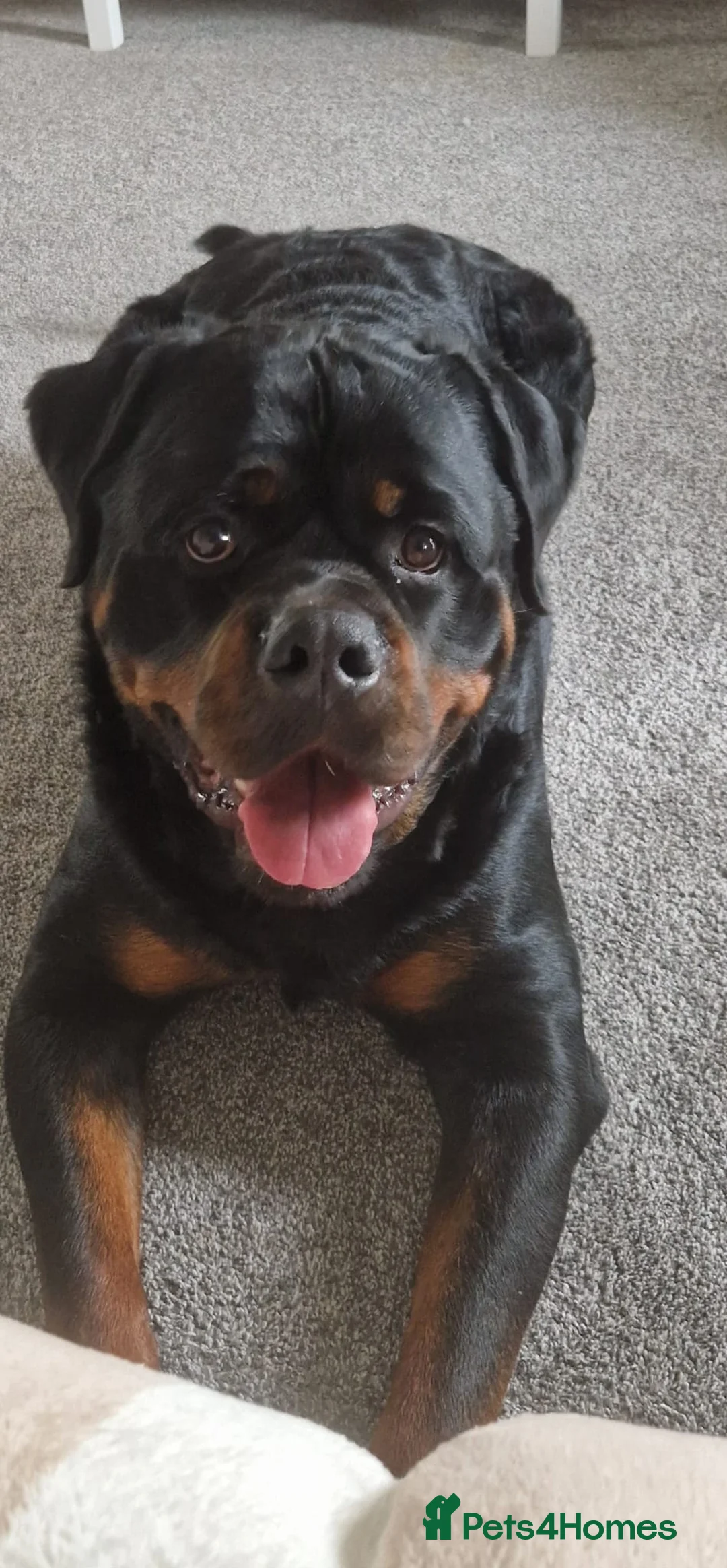 Rottweiler dogs for sale: Bronson - Full Pedigree Rottweiler (Male, 3 years) - Advert 1