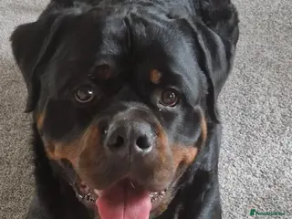 Rottweiler dogs Bronson - Full Pedigree Rottweiler (Male, 3 years) - Advert 4