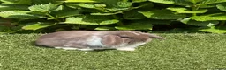 Mini Lop rabbits for sale: Pure bred mini lops baby rabbits  - Advert 16