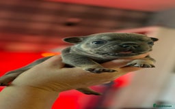 French Bulldog dogs for sale: Chunky French bulldog puppies  - Image 32