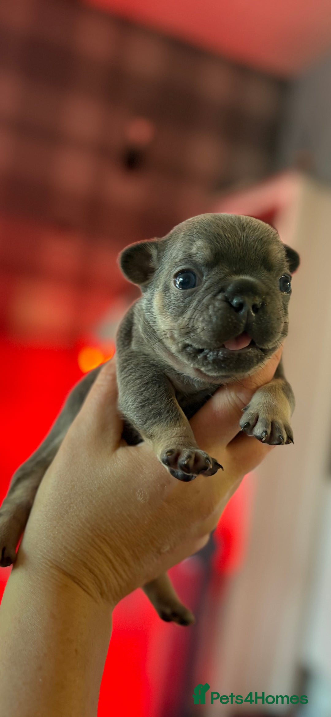 French Bulldog dogs for sale: Chunky French bulldog puppies  - Image 32