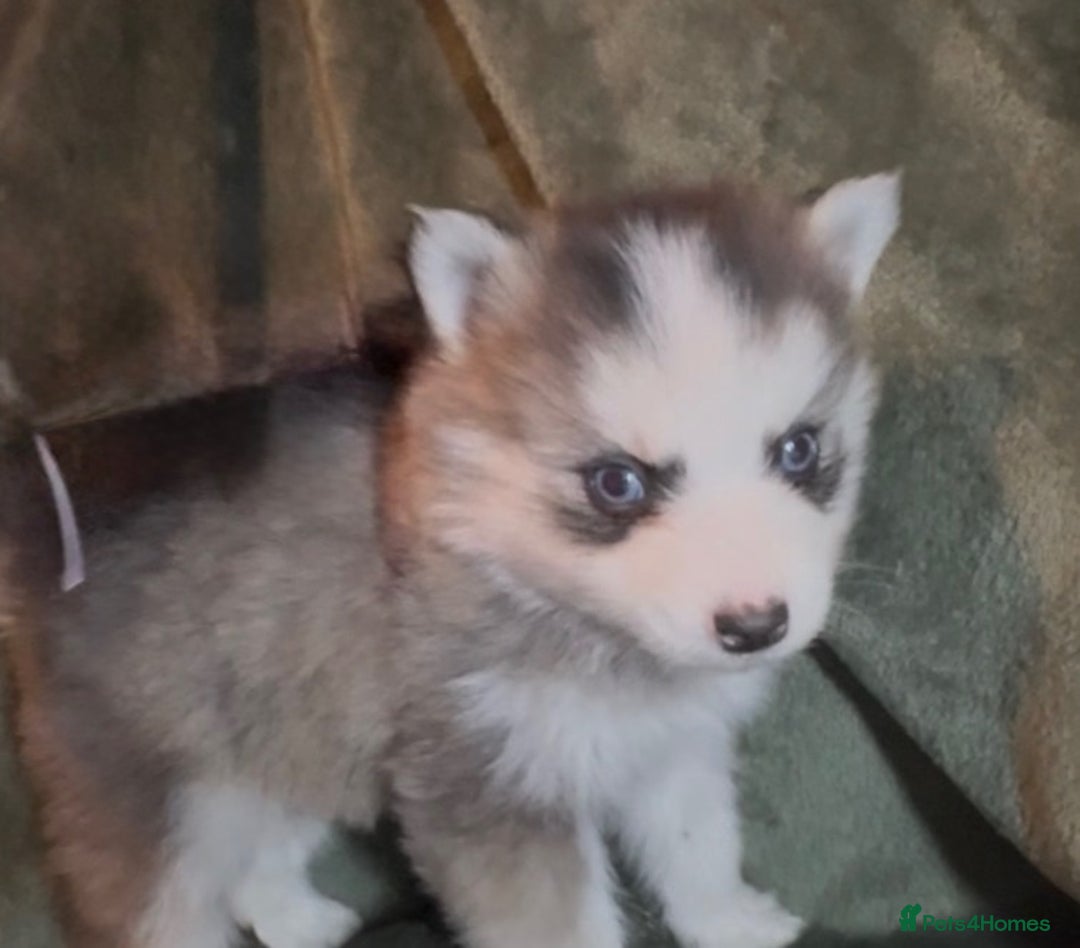 Pomsky dogs for sale: F3 pomsky puppies (Mini husky) - Advert 5
