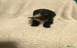 Mixed Breed dogs for sale: Staffypoos for sale - Image 19