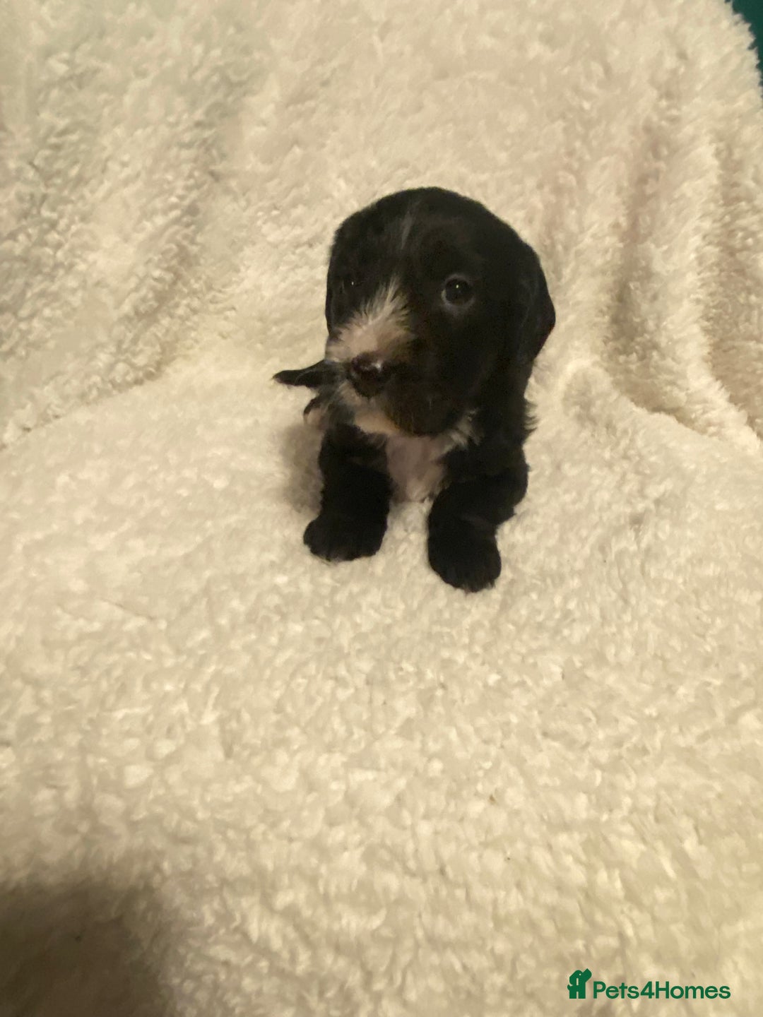 Mixed Breed dogs for sale: Staffypoos for sale - Image 19