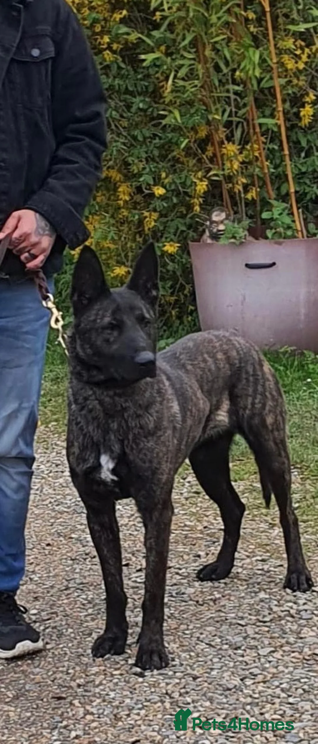 Mixed Breed dogs for sale: 🐶German Shepherd x Dutch Working-Line Puppies 🐶 - Advert 2