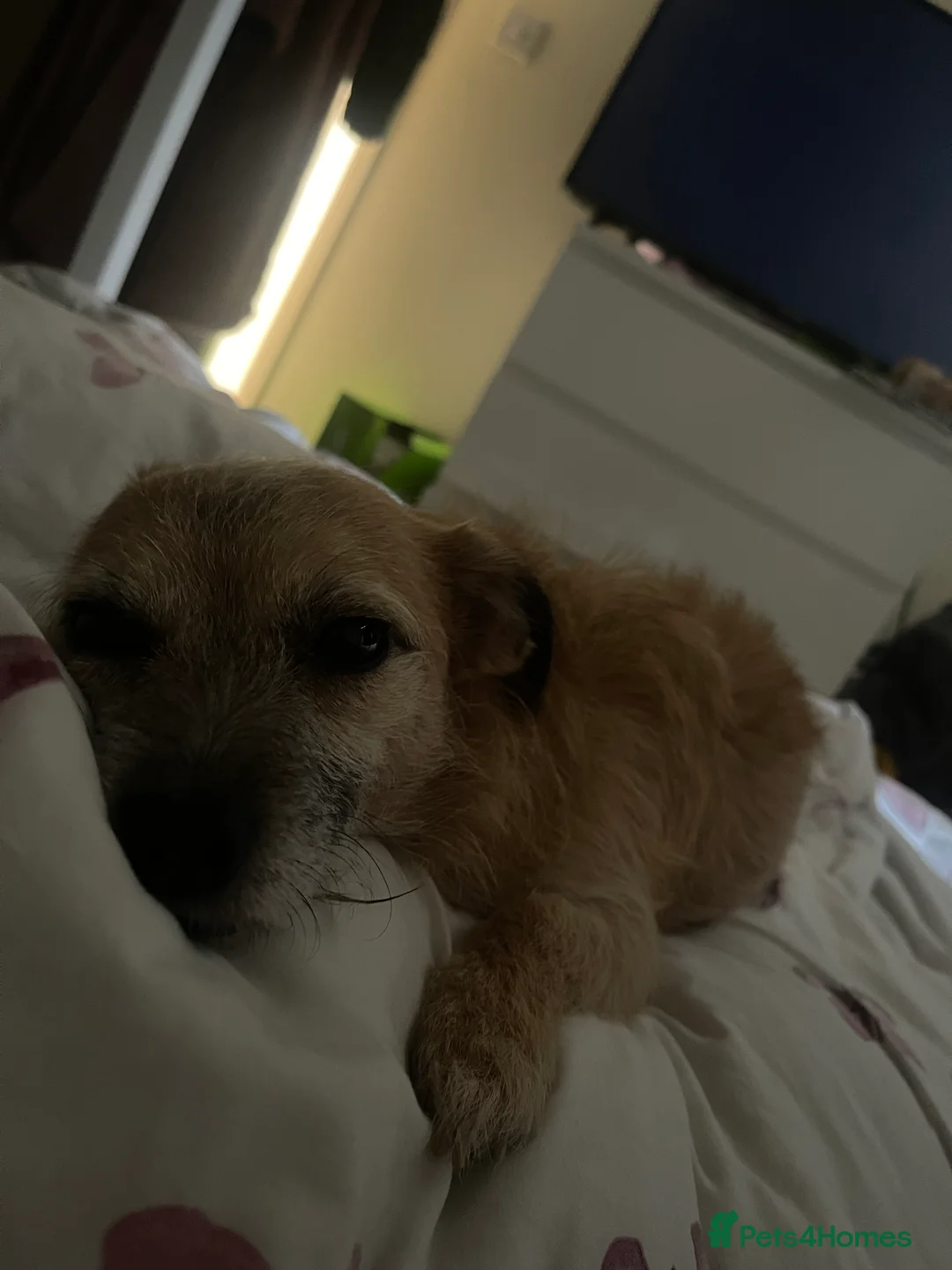 Mixed Breed dogs for sale: Dog for adoption  - Advert 6