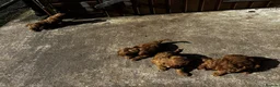 Cavapoo dogs for sale: Beautiful Cavapoo puppy in Dumfries - Advert 6
