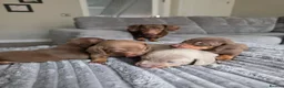 Miniature Dachshund dogs for sale: KC REGISTERED Minature dachshund puppies - Advert 7