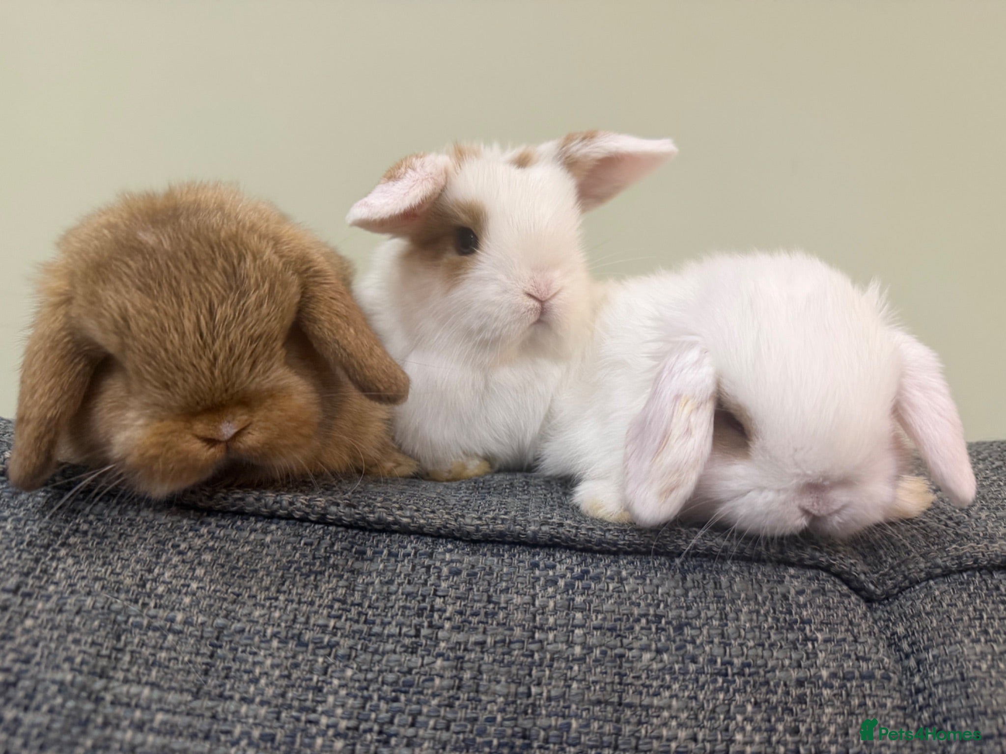 Mini Lop rabbits Mini Lops - Bucks  - Advert 1
