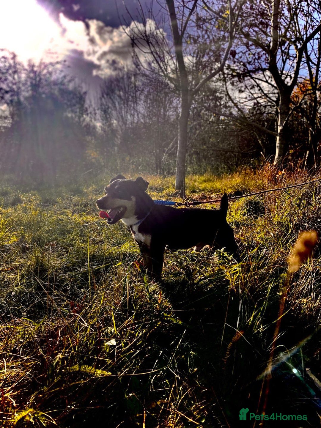 Jack Russell dogs for sale: 1 beautiful puppy left  - Advert 5