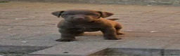 Patterdale Terrier dogs for sale: Chocolate Patterdale Terriers  - Advert 3