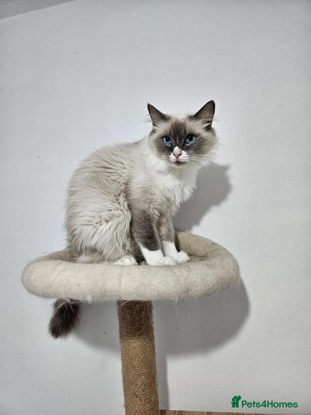 Ragdoll cats for sale: Blue Point Mitted Ragdoll Girl HCM and PKD test - Advert 1