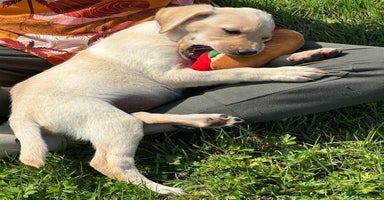 Labrador Retriever dogs - Advert 2