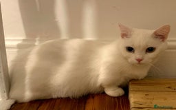 Munchkin cats for sale: Stunning Munchkin in London - Image 16