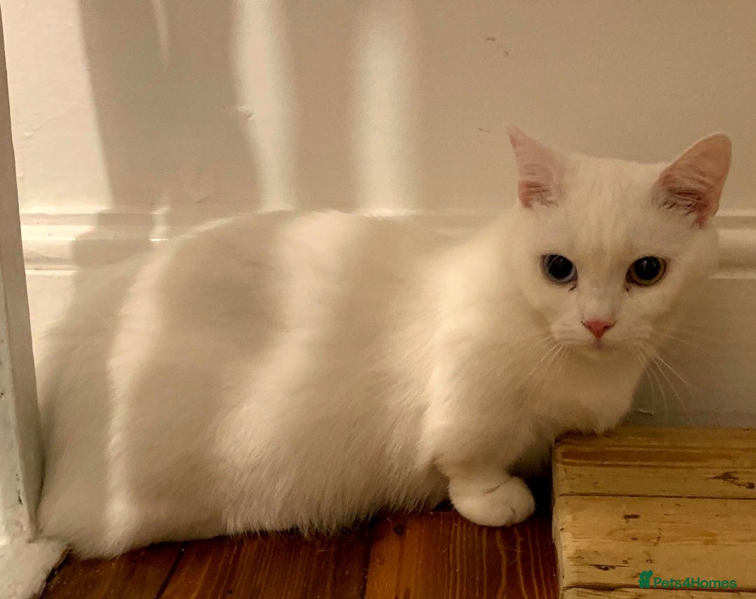 Munchkin cats for sale: Stunning Munchkin in London - Image 16