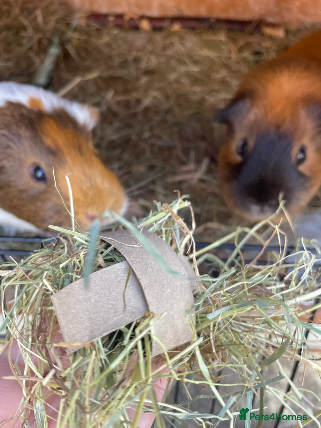 Guinea Pig rodents for sale: Two female guinea pigs  in Bilston - Advert 6